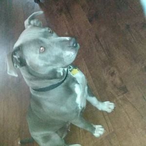 Meet your Posher, Hunter